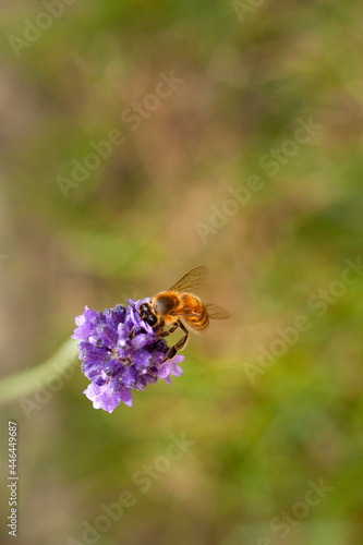 Bee on purple lavender flower © Agata