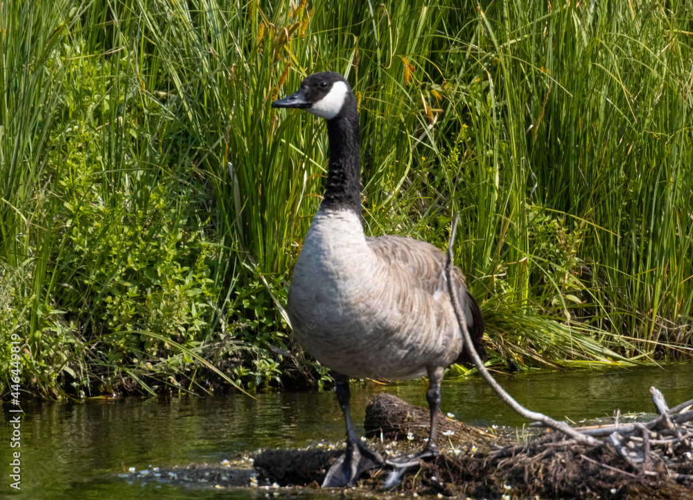 Obraz premium Canada Goose