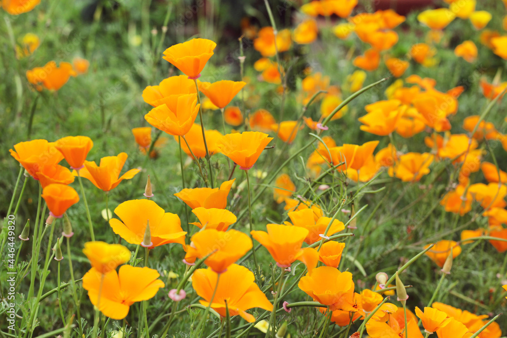Eschscholzia californica, the California poppy in flower