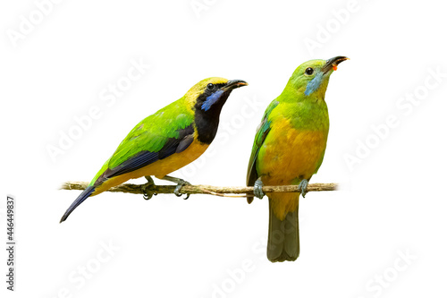 Orange-bellied Leafbird perching on a perch