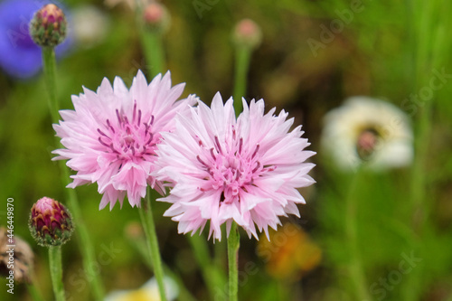 Tableau sur toile Pink cornflower 'Bachelor's button' in flower