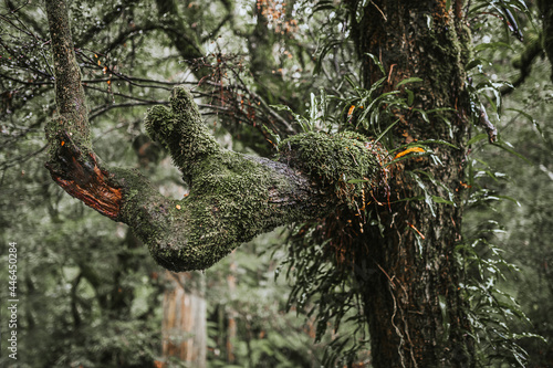 Tree covered with moss photo