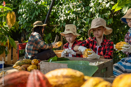 The children helped to unpack the cocoa pods, Fresh cacao pod cut exposing cocoa seeds, with a cocoa plant, cacao beans fermented in wooden barrels, to maintain the quality of cacao flavor
