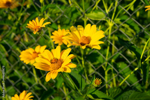 Rudbeckia fulgida  the orange coneflower or perennial coneflower  is a species of flowering plant in the family Asteraceae  native to eastern North America. Yellow flower pattern. 