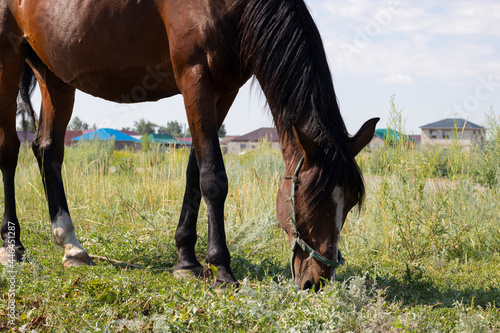 Beautiful red horse grazing in a meadow in summer photo