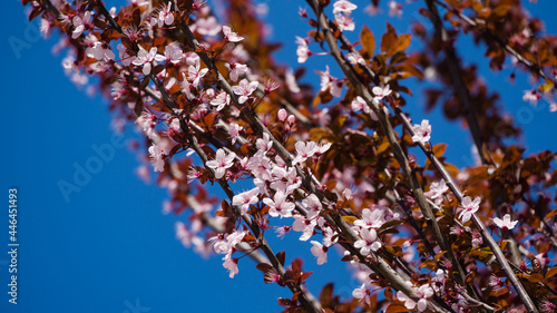 Prunus cerasifera 'Nigra' (Black Cherry Plum or prunus 'Pissardii Nigra') blossom pink flowers with purple leaves on blue sky background. City park Krasnodar or Galitsky Park in spring 2021 photo
