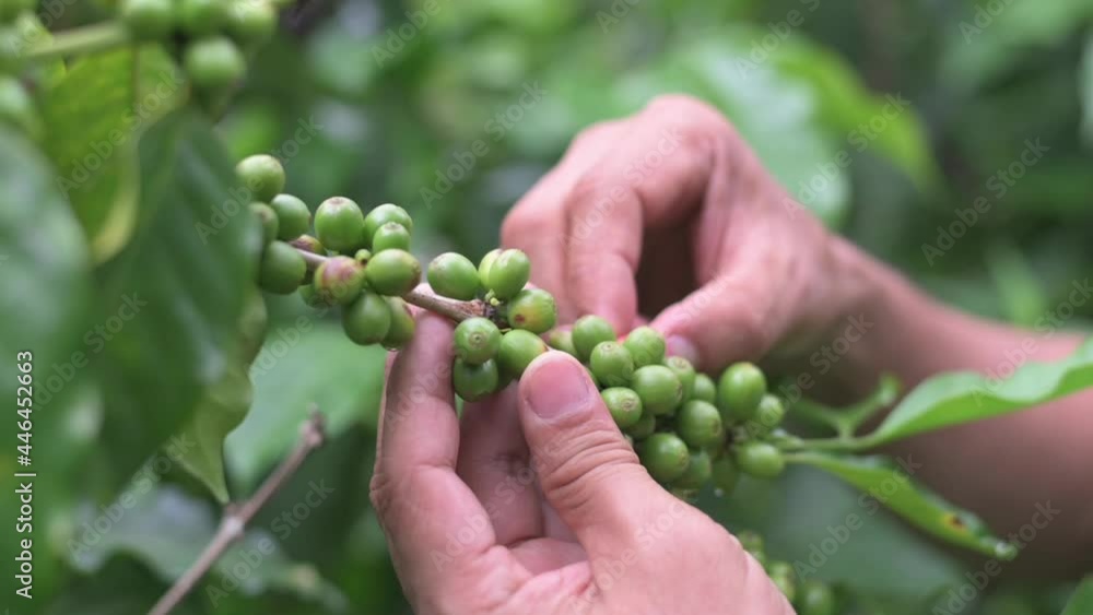 Gardeners take care of the coffee beans on the plant. Gardeners take care of the coffee beans on the plant.