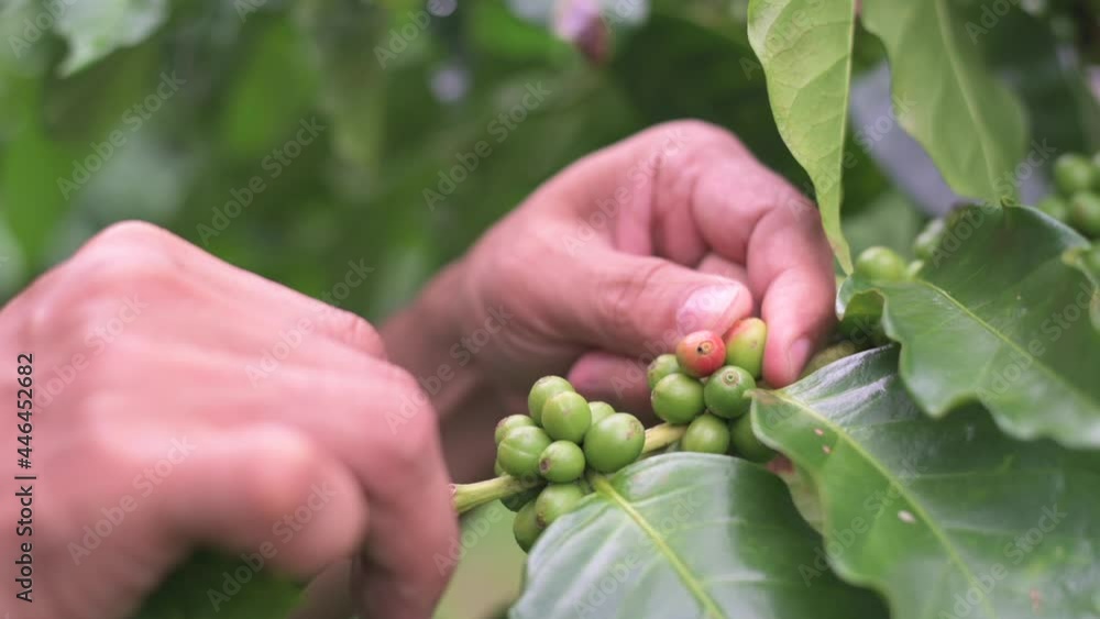 Gardeners take care of the coffee beans on the plant. Gardeners take care of the coffee beans on the plant.