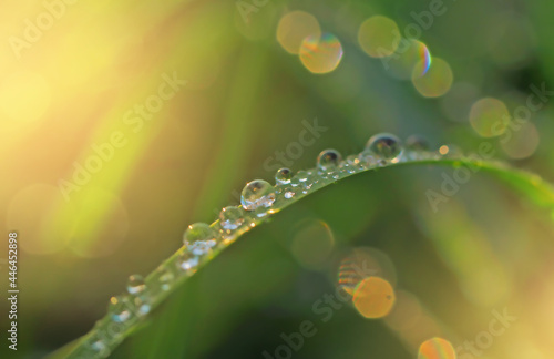 raindrops or dew on a green blade of grass close-up, an abstract image of nature with sunlight and bokeh