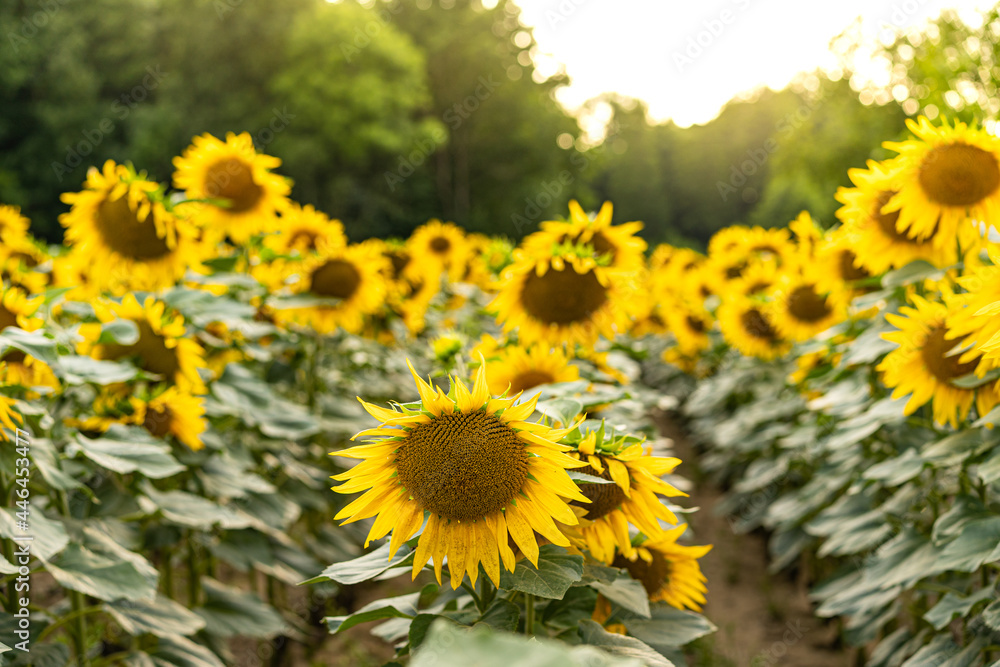 Fototapeta premium Sunflowers Plantation - Sunflower Field Agriculture