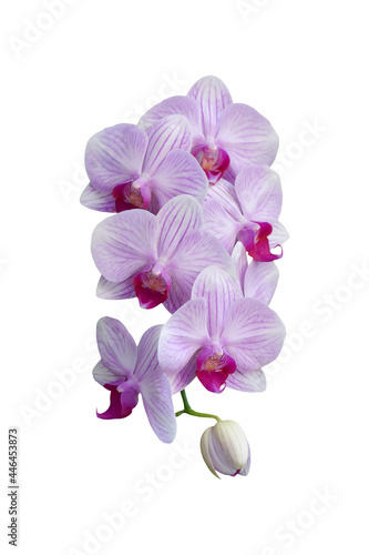 beautiful purple  Phalaenopsis  orchid flowers  isolated on white background. Object with clipping path