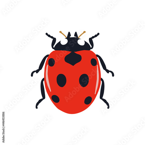 vector drawing of a ladybug, an icon on a white background © Pavel
