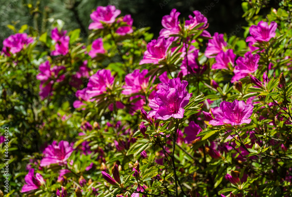Bright pink Rhododendron Azalea close-up. Luxury colorful inflorescences of rhododendron in spring Arboretum Park Southern Cultures in Sirius (Adler). Nature wallpaper, copy space Bright pink Rhododendron Azalea close-up. Luxury colorful inflorescences of rhododendron in spring Arboretum Park Southern Cultures in Sirius (Adler). Nature wallpaper, copy space