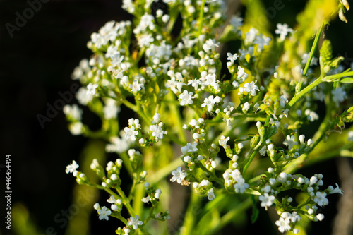 White flowers of alyssum begin to bloom. Alyssum flowers close-up on a black background. photo