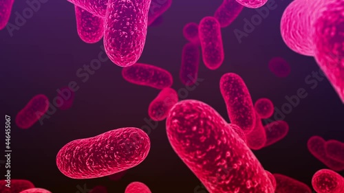 Salmonella bacteria. S. typhi, S. typhimurium and other Salmonella, rod-shaped bacteria, the causative agents of enteric typhus and food toxic infection salmonellosis photo