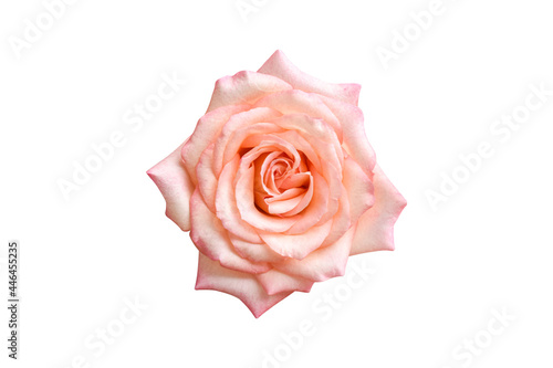 Beautiful pink rose isolated on white background. Fully open gentle rose with clipping path.