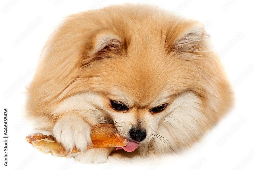 Pomeranian Spitz. A dog with a bone. Dog food. A pet