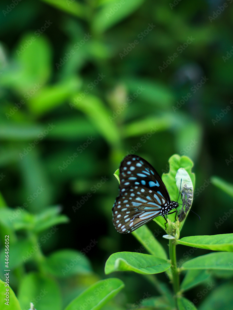 black-blue butterfly with beautiful pattern on the wings sitting on a flower in a lush, green garden on a summer morning black-blue butterfly with beautiful pattern on the wings sitting on a flower in a lush, green garden on a summer morning