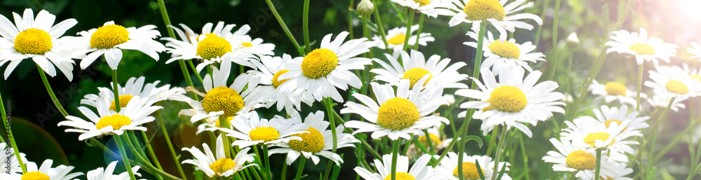 Obraz premium Web banner with garden daisies under sunlight. Floral background
