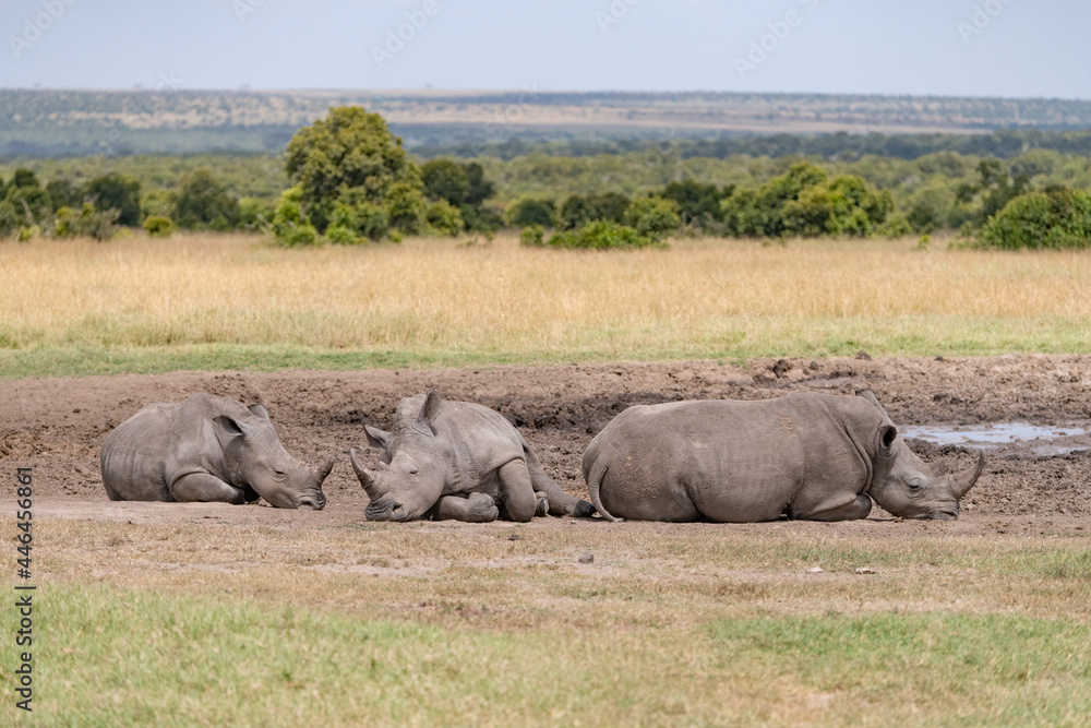 Fototapeta premium white rhino settled at a water hole