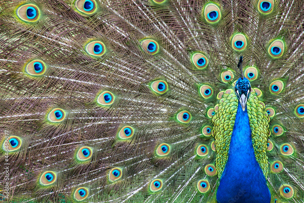 Obraz premium close up of peacock