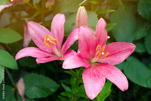 A beautiful bush of pink lilies growing in the garden after the rain. Natural wallpaper. Beautiful background. Selective focus