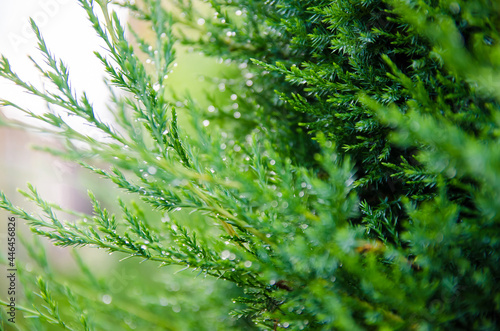 Thuja branches in dew after rain close-up. Beautiful background for design. Natural wallpaper. Nature. Selective focus.