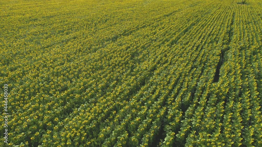 Aerial drone view of endless rows of blooming Common sunflowers in sunny day Aerial drone view of endless rows of blooming Common sunflowers in sunny day