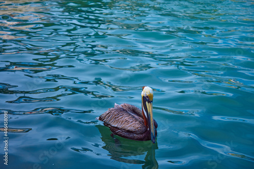 pelican swimming in the water