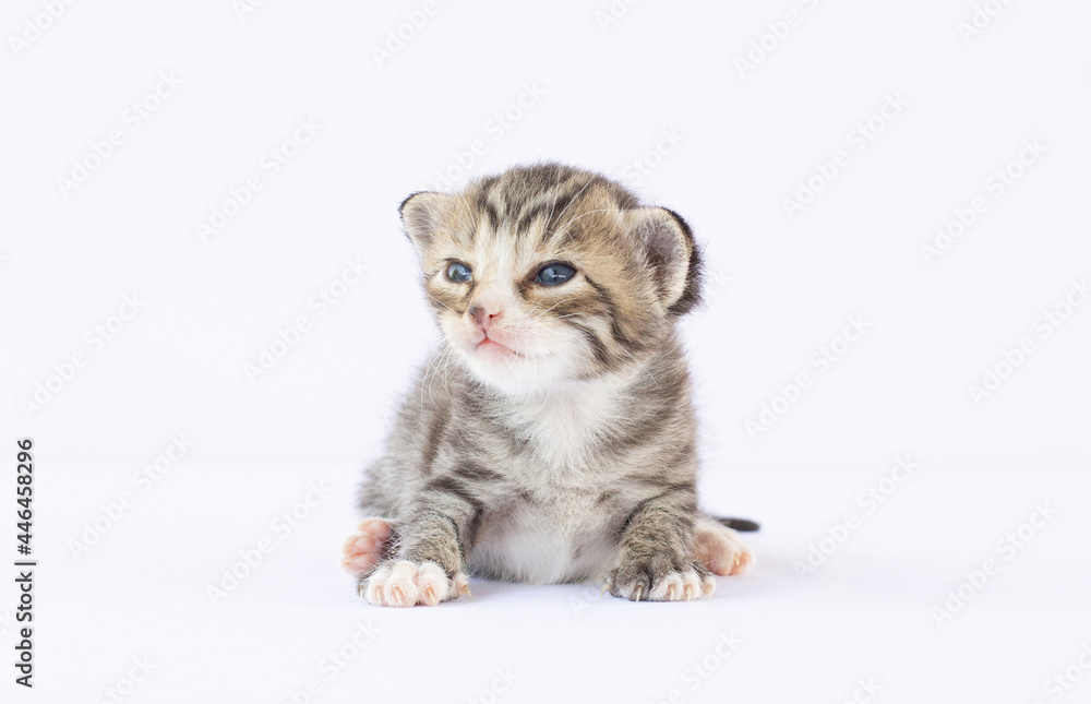 Newborn kitten on white background Newborn kitten on white background