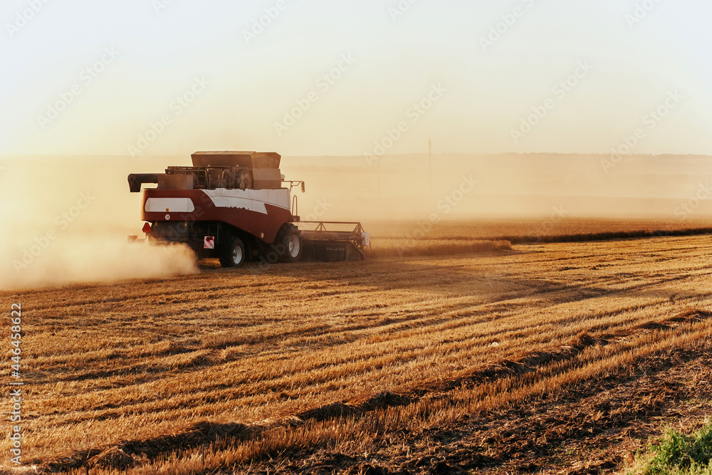 Fototapeta premium Combine harvester harvests wheat. Concept of a rich harvest. Agriculture image.