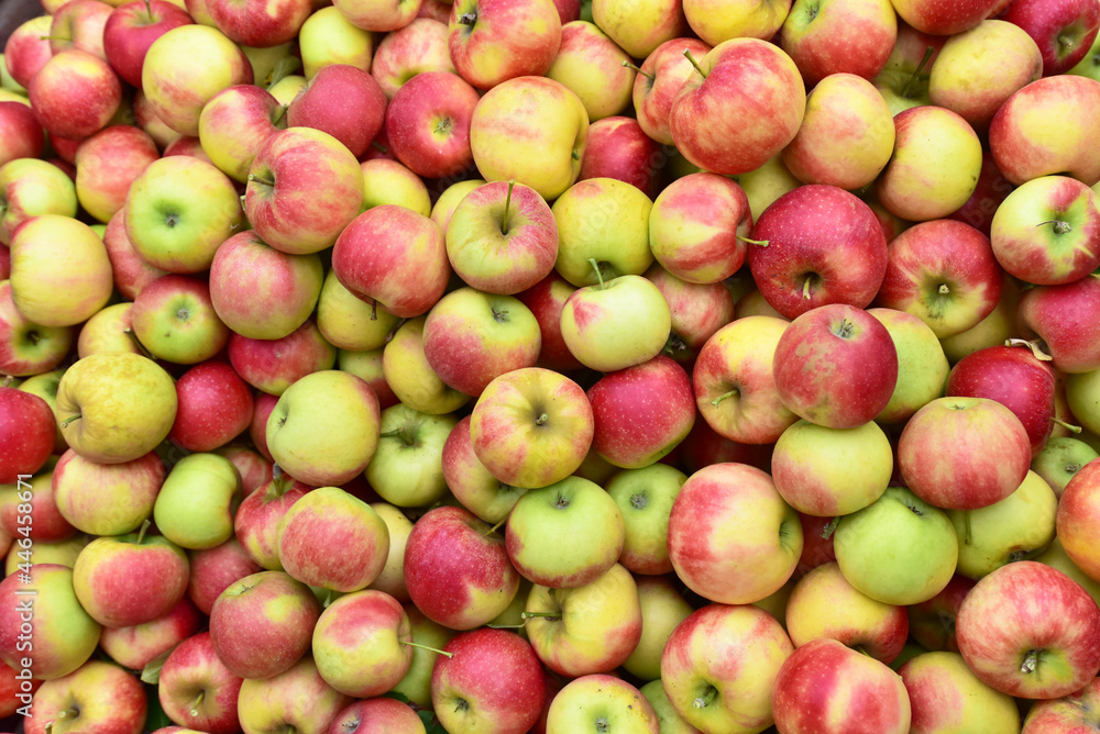 apple harvest - crates of fresh apples for transport and sale apple harvest - crates of fresh apples for transport and sale