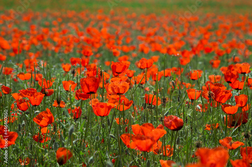 Poppies field. A beautiful field of blooming poppies. Nature