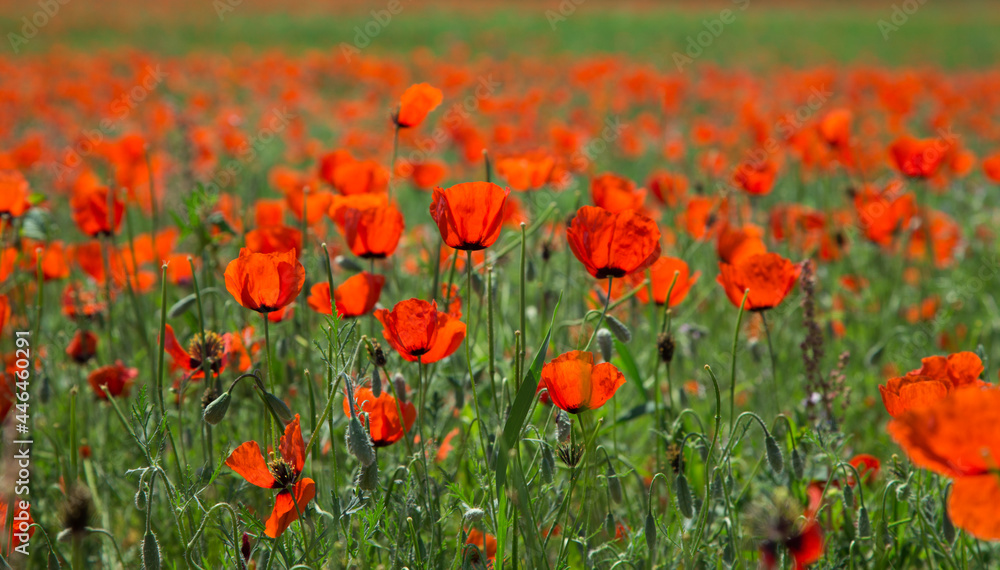 Poppies field. A beautiful field of blooming poppies. Nature