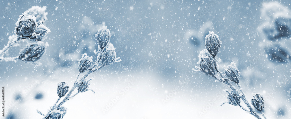 Winter view with snow-covered dry plants on a blurred background during a snowfall. Christmas card with winter mood Winter view with snow-covered dry plants on a blurred background during a snowfall. Christmas card with winter mood
