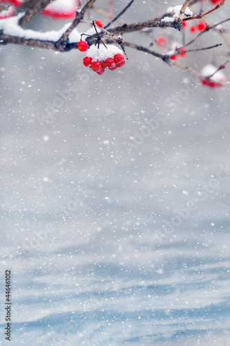 Christmas card with snow-covered red viburnum on a background of snowdrifts during a snowfall and free space for text, copy space