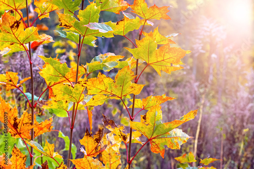 Colorful maple leaves on a tree in the autumn forest in bright sunlight