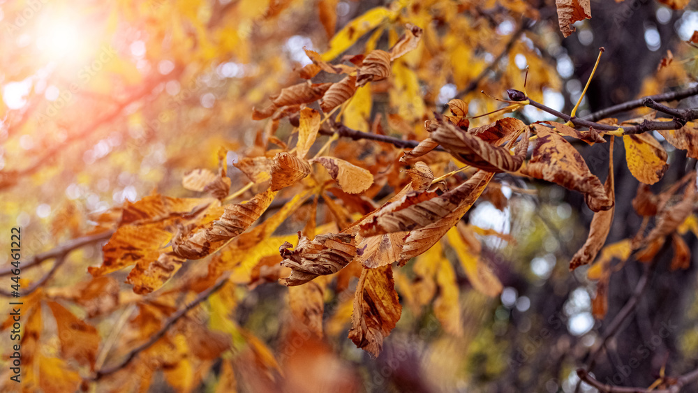 Dry autumn leaves in the forest on a tree on a sunny day Dry autumn leaves in the forest on a tree on a sunny day