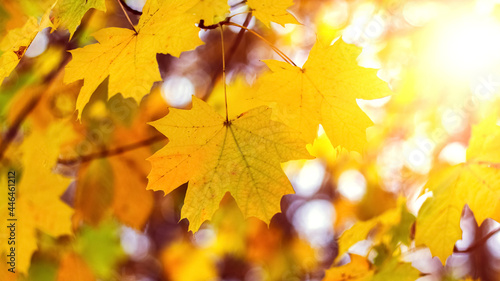Colorful autumn background with yellow maple leaves in bright sunlight