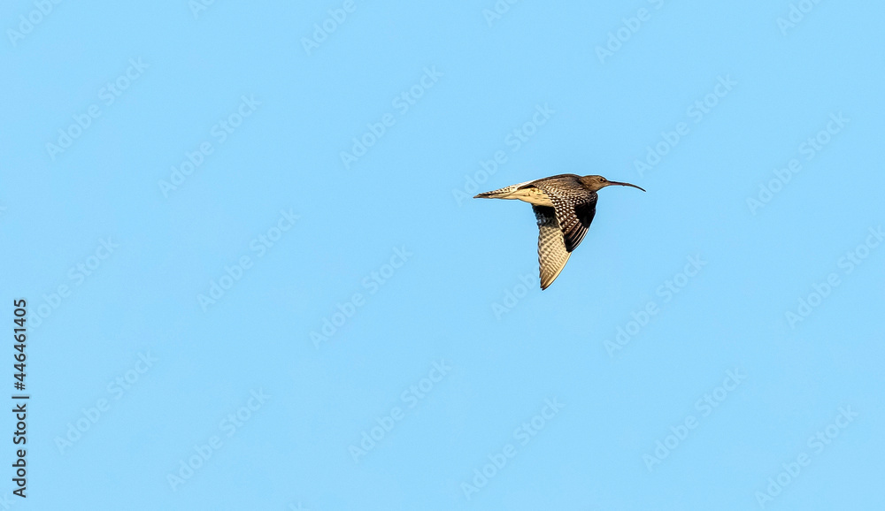 whimbrel bird in flight whimbrel bird in flight