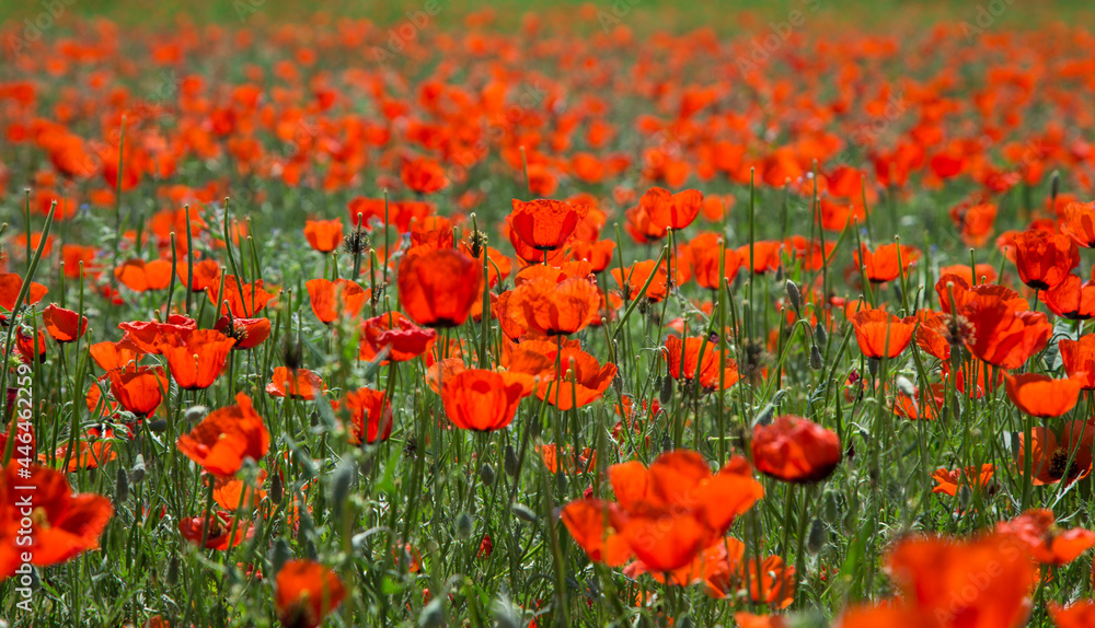 Fototapeta premium Poppies field. A beautiful field of blooming poppies. Nature