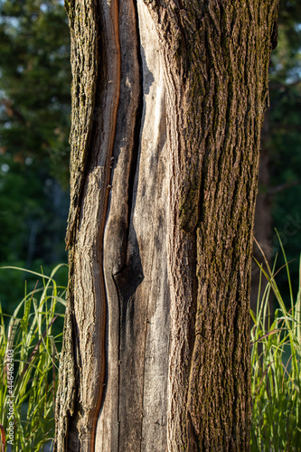 tree bark texture