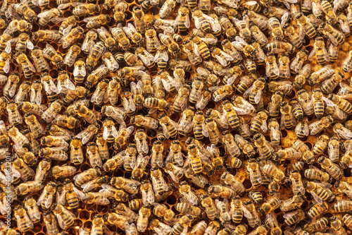Bienen an der Wabe
