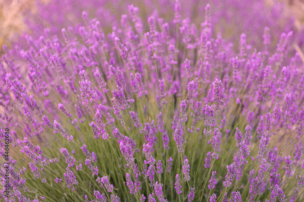 Obraz premium Lavender flowers in a lavender field. (Isparta Kuyucak lavanta köyü). Kuyucak Isparta lavender village. Turkey. 