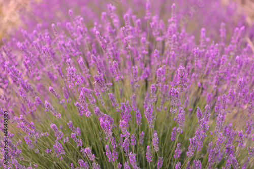 Lavender flowers in a lavender field.  Isparta Kuyucak lavanta k  y   . Kuyucak Isparta lavender village. Turkey. 