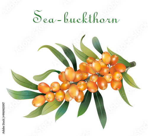 orange sea buckthorn is a delicious healthy pharmacy berry