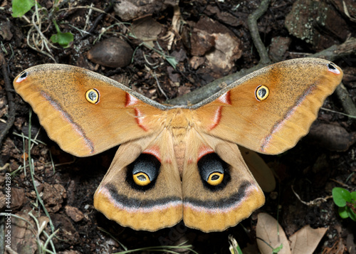 Antheraea Polyphemus moth or Giant Silk moth photo