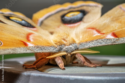 Antheraea Polyphemus moth or Giant Silk moth photo