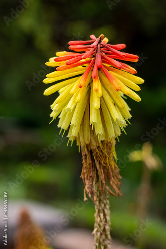 Kniphofia é um género botânico pertencente à família Asphodelaceae. O gênero Kniphofia deve o seu nome a Johann Hieronymus Kniphof, um médico e botânico alemão do século XVIII.