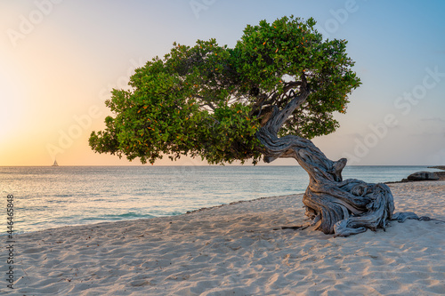 Fofoti tree overlooking a Caribbean sunset on a beach in Aruba